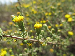 Marasmodes