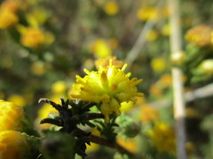 Marasmodes