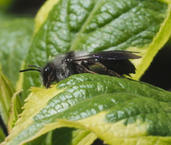 Andrena danuvia