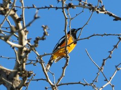 Icterus icterus