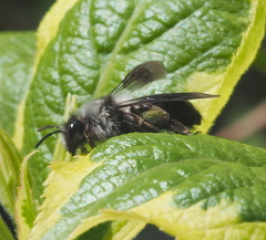 Andrena danuvia