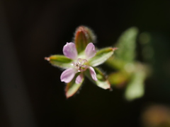 Erodium laciniatum