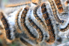 Malacosoma franconicum