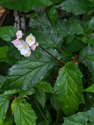 Image of Begonia decandra by (c) Tom and T Herman, some rights reserved (CC BY)