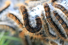 Malacosoma franconicum