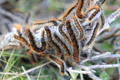 Malacosoma franconicum