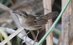 Helopsaltes certhiola