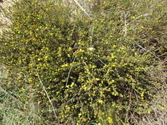 Marasmodes