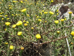 Marasmodes