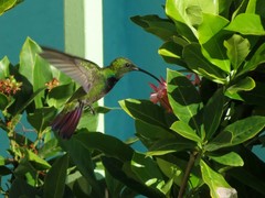 Anthracothorax aurulentus