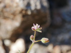 Erodium laciniatum