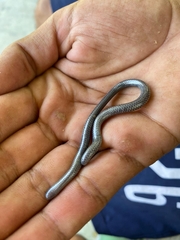 Caqueta Blind Snake photo 1