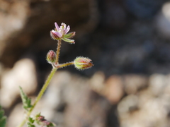Erodium laciniatum