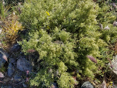Galium stellatum eremicum