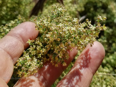 Galium stellatum eremicum