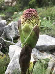Ferula