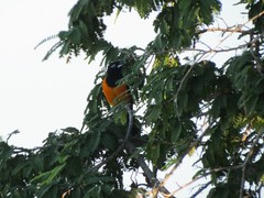 Icterus icterus