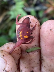Siona Amazonian Toadlet photo 2