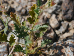 Erodium laciniatum