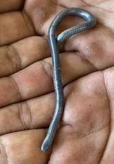 Caqueta Blind Snake photo 4
