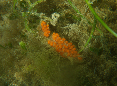 Styelidae