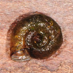 Planorbula armigera