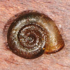Planorbula armigera