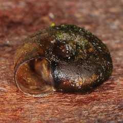 Planorbula armigera