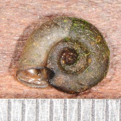 Planorbula armigera