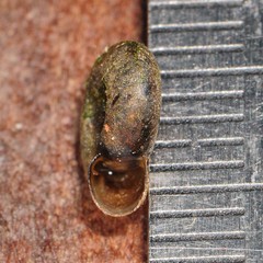 Planorbula armigera