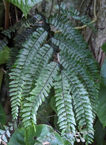 Image of Pyramid Maidenhair (Adiantum pyramidale) by (c) Tom and T Herman, some rights reserved (CC BY)