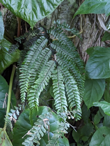 Image of Pyramid Maidenhair (Adiantum pyramidale) by (c) Tom and T Herman, some rights reserved (CC BY)
