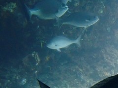 Kyphosus cornelii