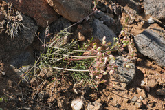 Lomatium nevadense parishii