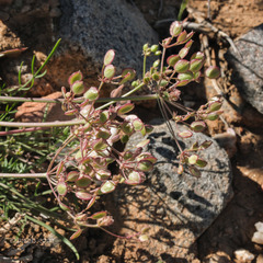 Lomatium nevadense parishii