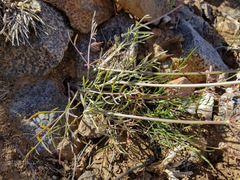 Lomatium nevadense parishii