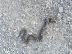 Sistrurus tergeminus