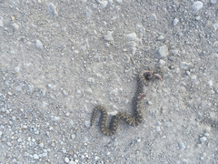 Sistrurus tergeminus