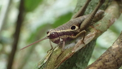 Ommatolampis perspicillata