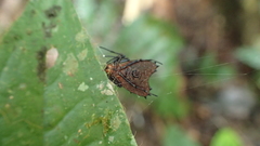 Micrathena clypeata