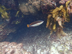 Pseudolabrus biserialis