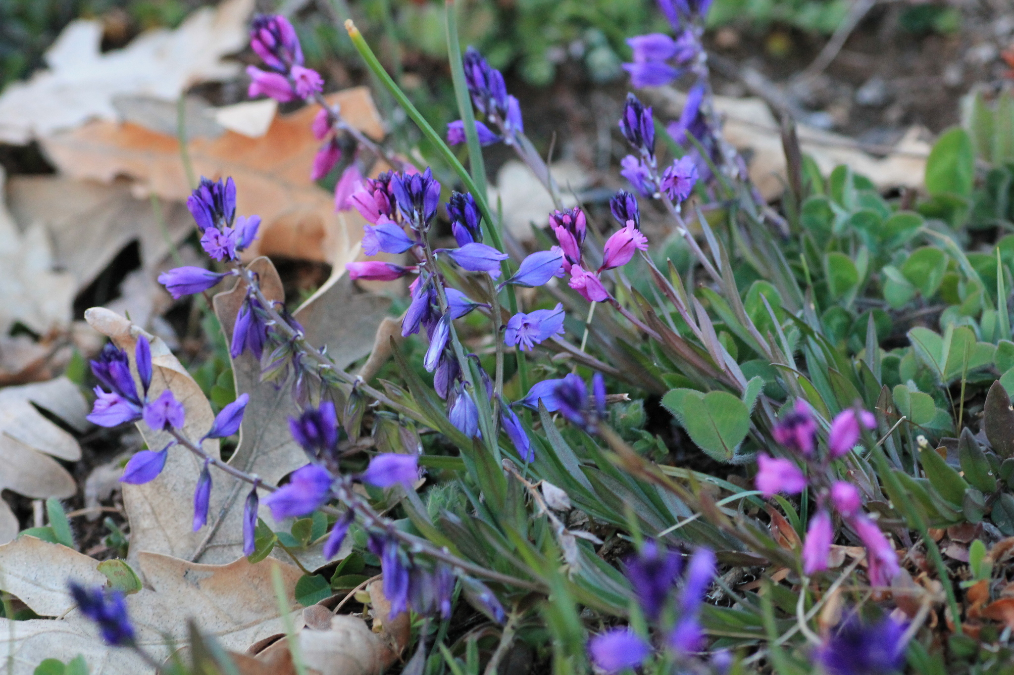Polygala vulgaris