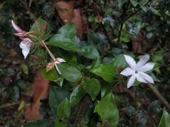 Jasminum elongatum