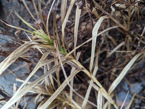 Image of Carex muskingumensis by (c) Skyler Principe, some rights reserved (CC BY)