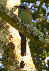 Blue-Capped Motmot photo 4