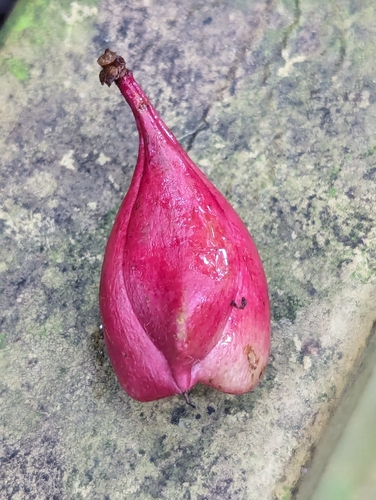 Image of Paullinia pinnata by (c) Tom and T Herman, some rights reserved (CC BY)