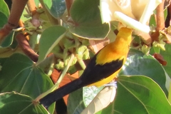 Icterus chrysater image