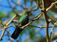 Eulampis holosericeus