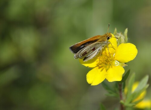Poweshiek Skipperling