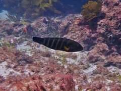 Seven-Banded Wrasse photo 4